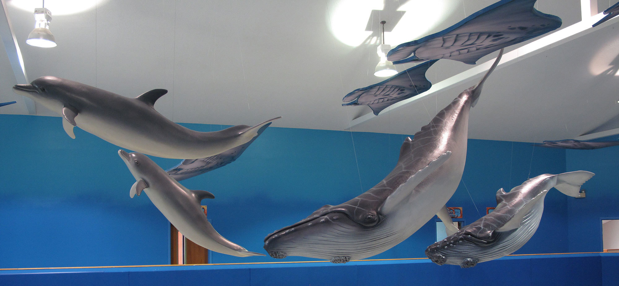 3D sculpted Dolphins and Whales plus Stingray sound panels hanging at Grace Church