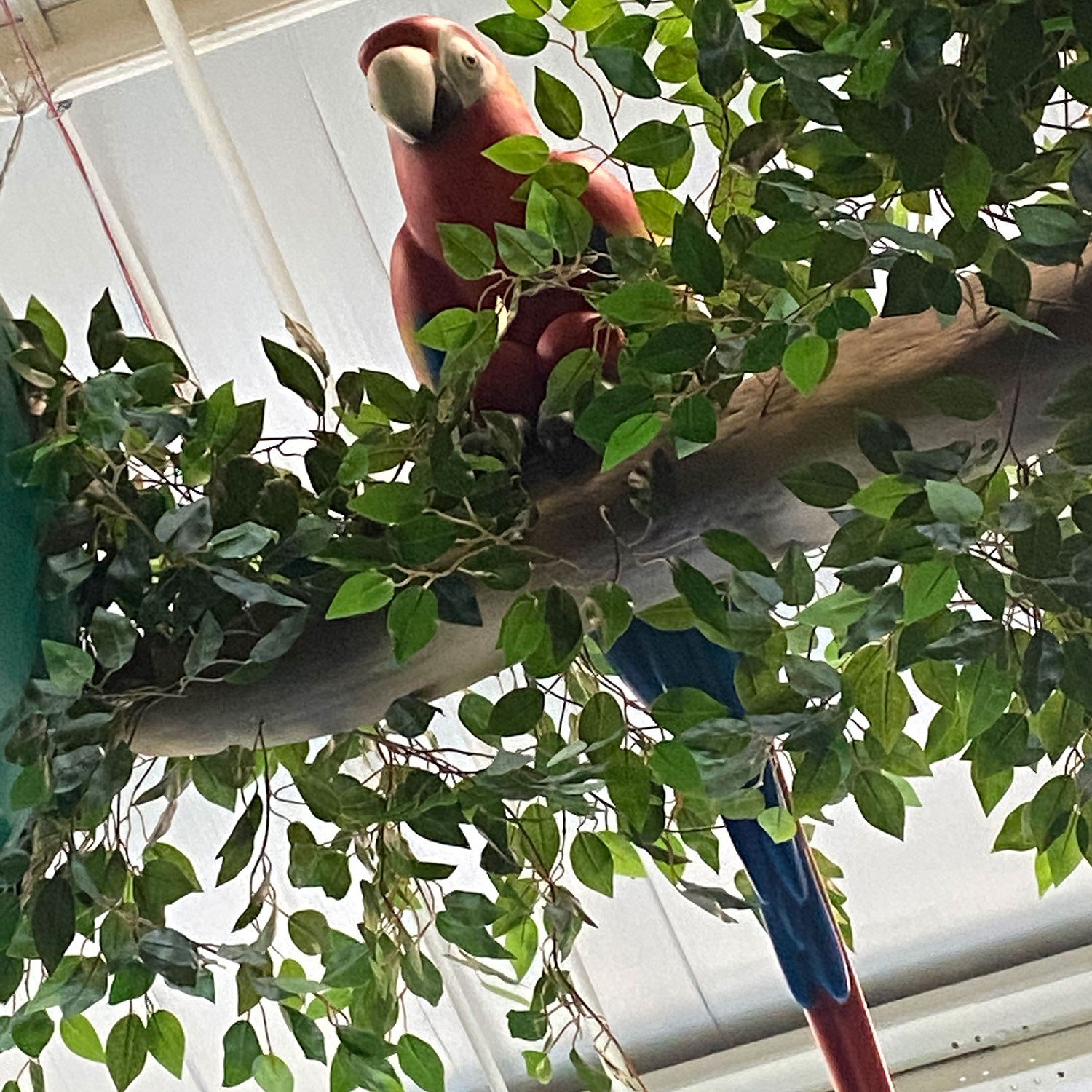 3D sculpted Parrot at West Chicago Park District Treetop Escape themed environment